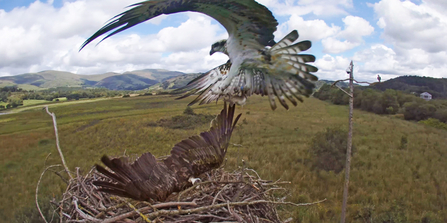 © MWT - Glesni, Blue 24, July 31st 2016. Dyfi Osprey Project