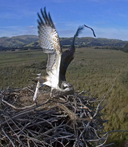 © MWT. Tegid. Dyfi Osprey Project