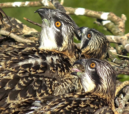 MWT - Chicks watching Tegid June 2018