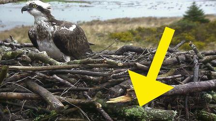 MWT - April 1st spoof, rare lichen that only grows on Swedish osprey nests