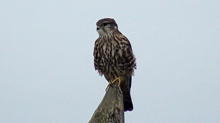 MWT - Merlin on anti-perch April 5th 2018