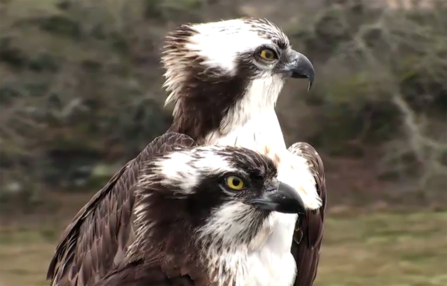 © BGGW - Mrs. G (lower) and Blue HR7 at Glaslyn April 2018