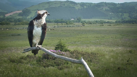 © MWT. Monty. Dyfi Osprey Project