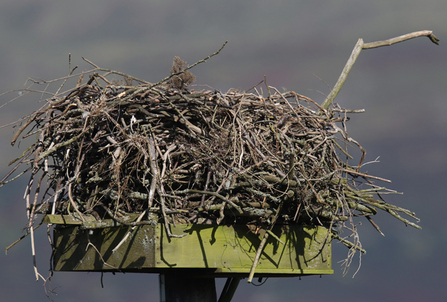 © MWT. Dyfi Osprey Project nest