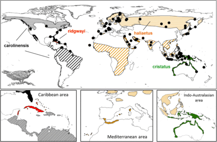 World populations of different osprey sub-species