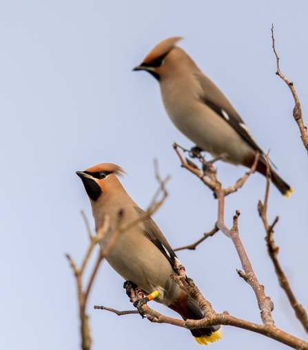 © Emyr Evans - Ringed Scottish male waxwing, Llandudno January 2017