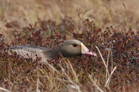 White-fronted goose