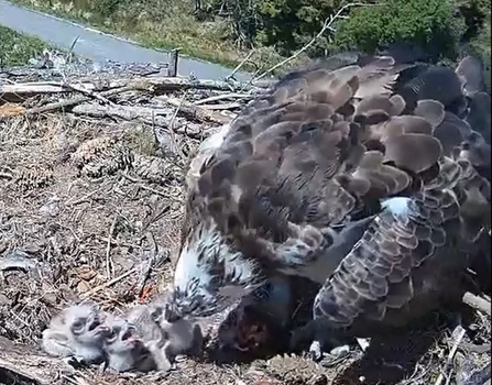 © Natural Resources Wales - Clywedog nest 2020