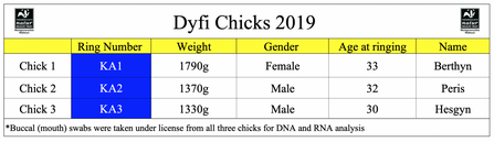 MWT - Dyfi Chicks 2019