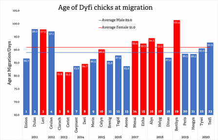 Age of Dyfi chicks at migration 2011-2020