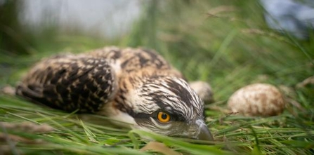 © MWT. Tywi at ringing, with unhatched egg, July 2020 DOP