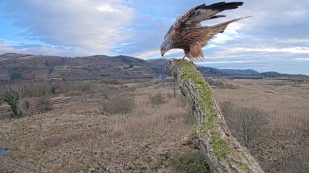 Red kite on Monty's perch March 2021. © MWT