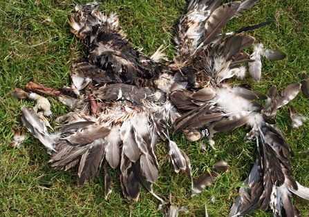 Glaslyn 2006 - Black 2J death during intense heat wave July 2006