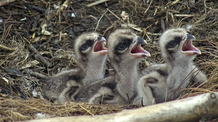 © MWT. Three osprey chicks at Dyfi Osprey Project