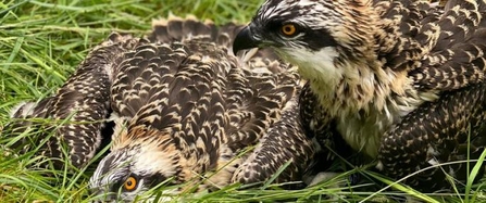 Peter Davies - Merin's first chicks Blue 460, 461 (females), Lake District, Cumbria 2021