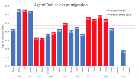 MWT, draft of Age of Dyfi Chicks at migration