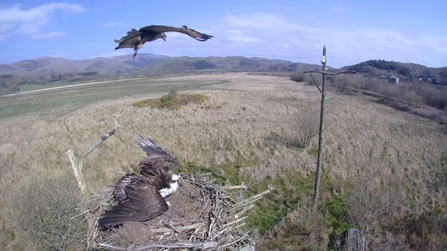 © MWT - Telyn warning off a buzzard