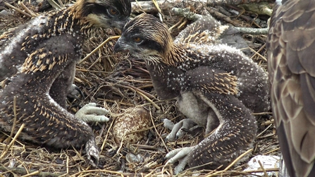 Chicks and unhatched egg © MWT