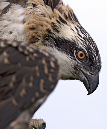 © MWT osprey chick