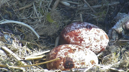 MWT - First two eggs