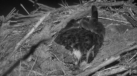 MWT - Telyn protecting 3 eggs during Storm Hannah April 2019