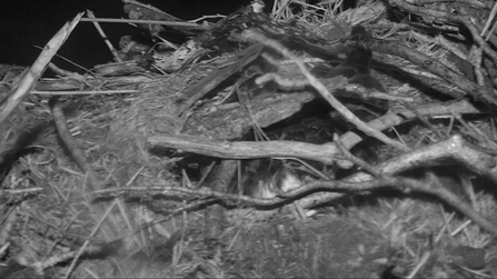 © MWT. Telyn covered by sticks and nest material during Storm Hannah