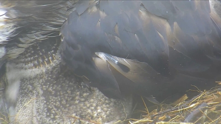 MWT - Telyn, new feather, June 2019