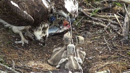 © MWT - Monty, Telyn, 3 chicks