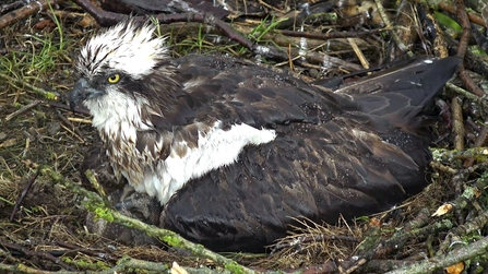 © MWT - Telyn incubating chicks June 2019