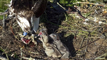 © MWT - Telyn feeding 3 chicks