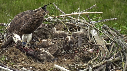 MWT - Telyn feeding, one chick wing flapping June 2019