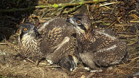 MWT - Chicks, Dyfi Osprey Project