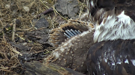 MWT - Feather development