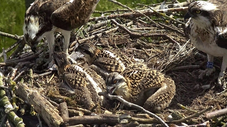 © MWT. Dyfi ospreys.