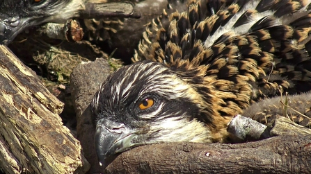 © MWT. Osprey chick, Dyfi Osprey Project