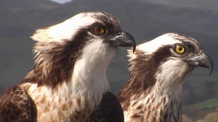 Monty, Glesni. © MWT