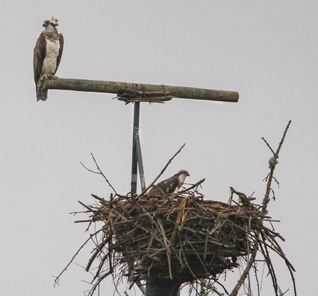 Delyth, Clywedog nest. © John Williams