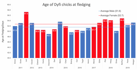 MWT - Age of Dyfi chicks at fledging 2011-2019
