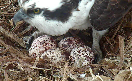 Boulder County, Colorado USA, 4-egg clutch