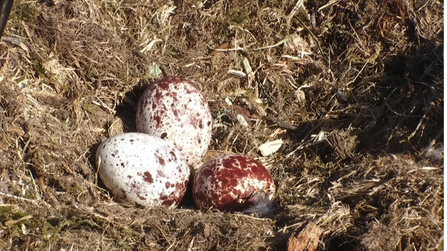 © BGGW - Three eggs Glaslyn nest 2020