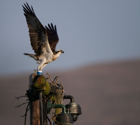 © MWT. Adult osprey at Dyfi Osprey Project