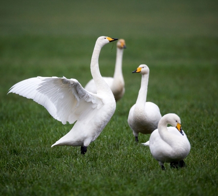 Whooper swans, Glaslyn Valley