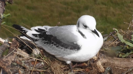 © BGGW. Juvenile kittiwake