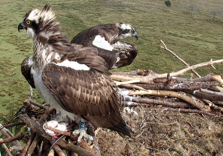 © BGGW. Scottish Blue LA4 takes fish from Mrs G at Glaslyn