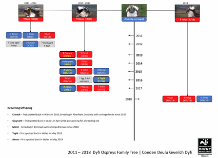 MWT - Dyfi Ospreys Family Tree 2011-2018