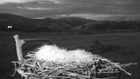 Dyfi Osprey Project nest, IR lamp light