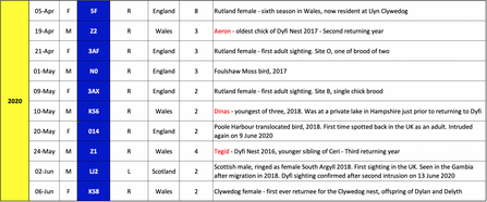 Intruders identified on the Dyfi nest as of June 6th 2020