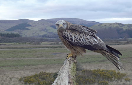 Red kite on Monty's perch March 2021. © MWT