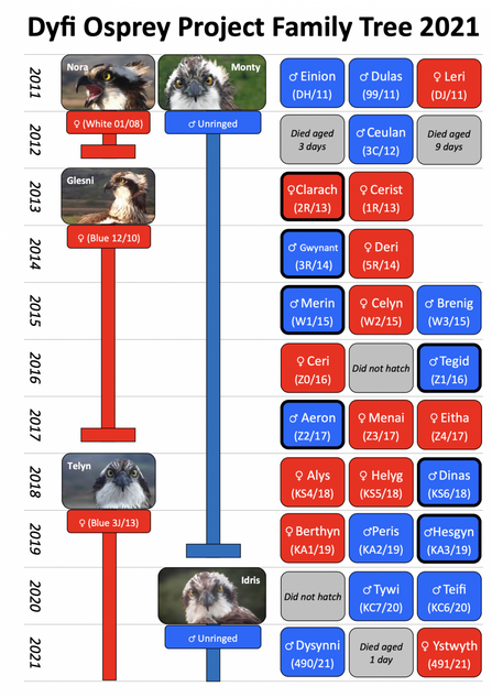 Dyfi Ospreys Family Tree 2011-2021