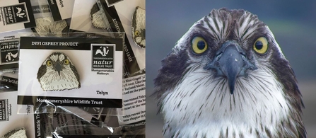 Telyn pin badge, Dyfi Ospreys